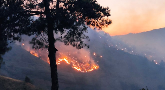 Kahramanmaraş’ta yangında 100 hektar alan zarar gördü