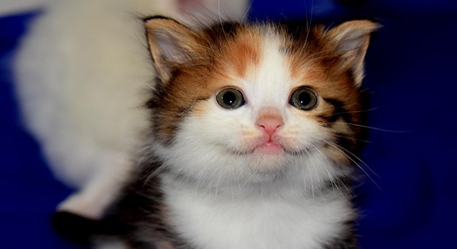 Kahverengi Van kedisi yavrusu, şaşırtıyor