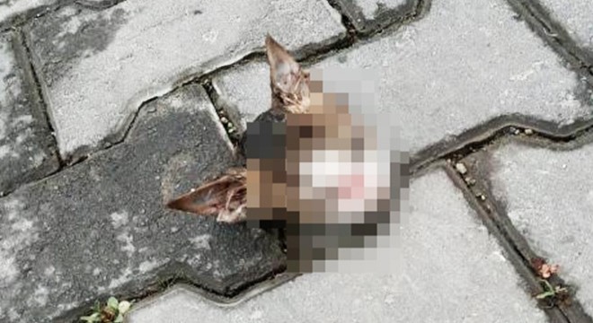 Kaldırımda kedi başı bulundu
