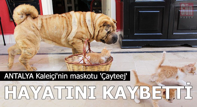 Kaleiçi'nin maskotu 'Çayteej' hayatını kaybetti