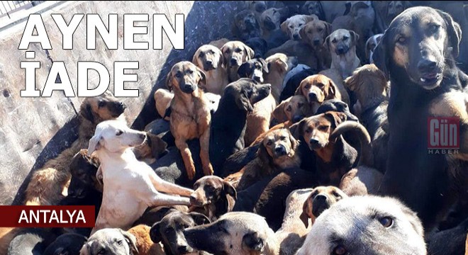 Kamyonla Mersin’e getirilen köpekler, Alanya'ya geri gönderildi
