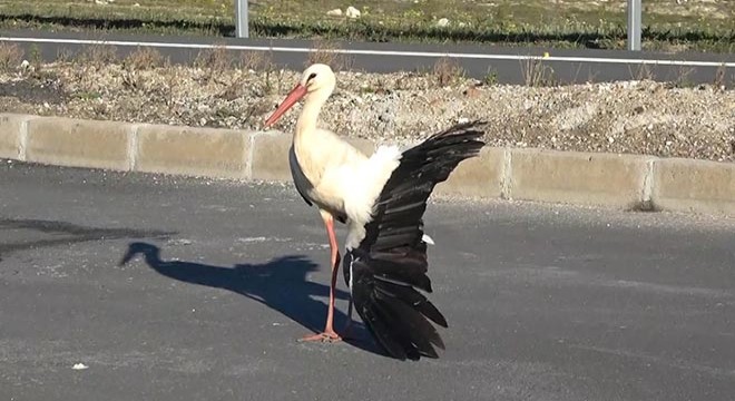 Kanadı kırılan leyleğin göç yolculuğu yarım kaldı
