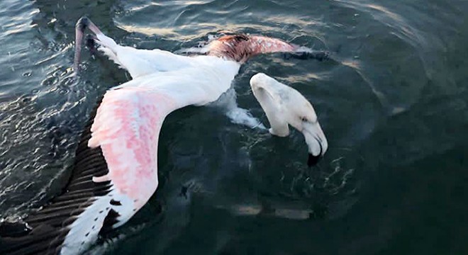 Kanadından vurulan flamingoya evlerinde müdahale ettiler