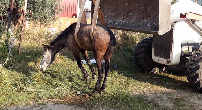 Kanala düşen at, kepçeyle kurtarıldı
