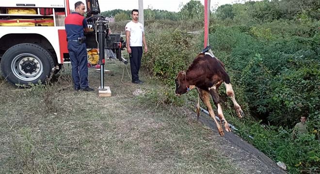 Kanala düşen buzağı vinçle çıkarıldı