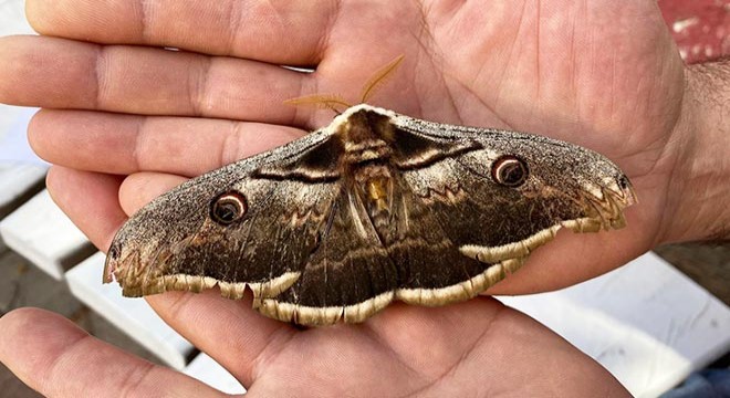 Kanat açıklığı 16 santimetre olan tavus kelebeği bulundu