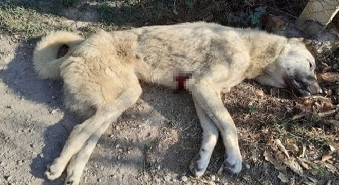 Kangal köpekleri 'Aslan' ve 'Duman' bıçaklanarak öldürüldü