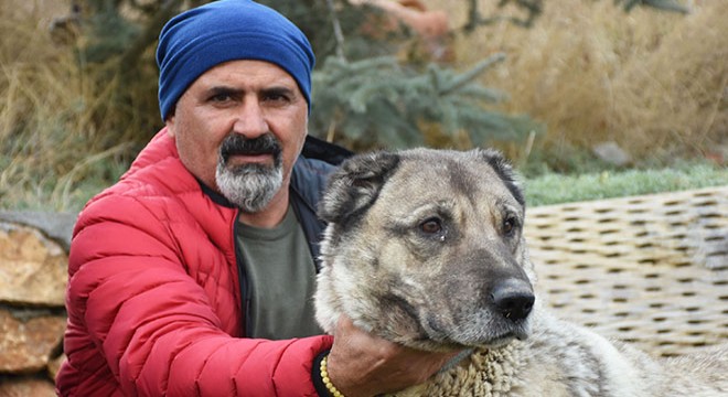 Kangal köpekleri, 'kışlık zırhlarını' giyiyor