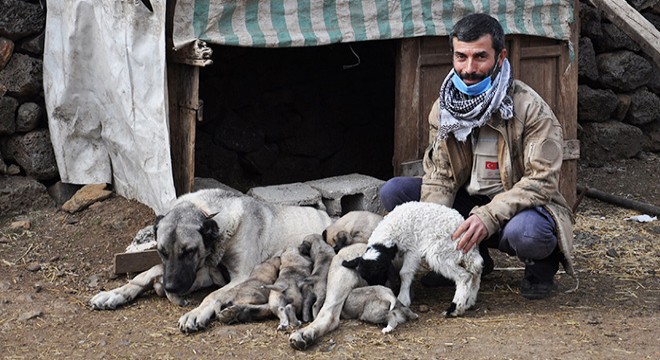 Kangal köpeği, kuzuya annelik yapıyor