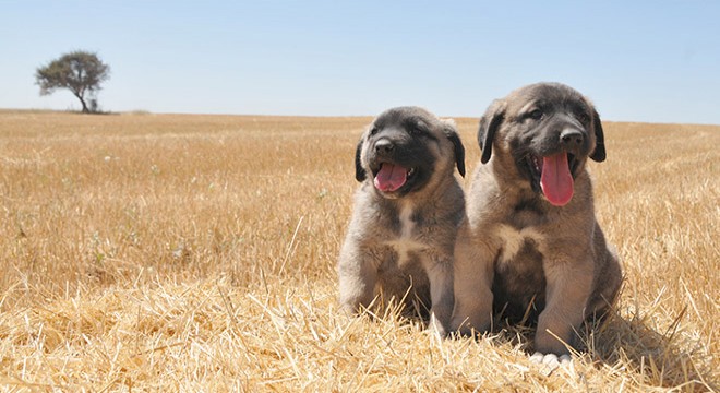 Kangal köpekleri kurumsal yapıya kavuşturulacak