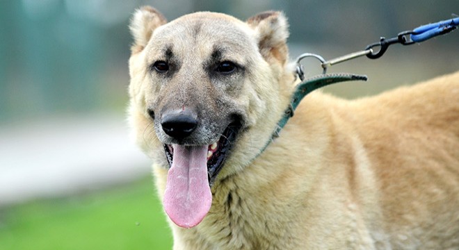 Kangal ve akbaşları almak için 1 yıllık sıraya giriyorlar