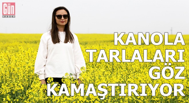 Kanola tarlaları göz kamaştırıyor