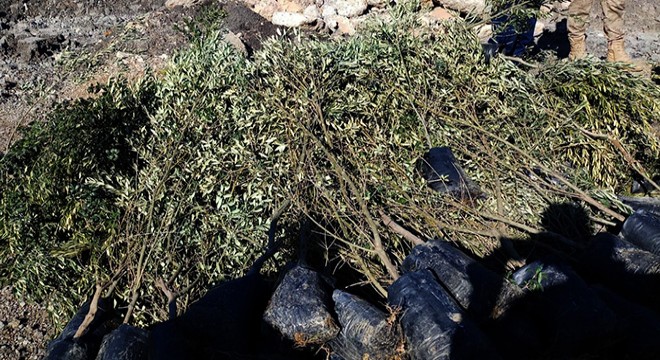 Kanserli zeytin fidanları imha edildi