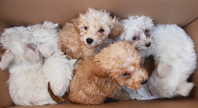Kapıkule'de 14 yavru köpek ele geçirildi