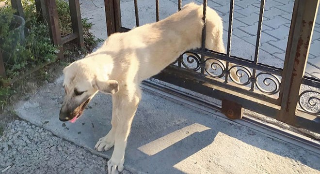 Kapıya sıkışan köpeği itfaiye kurtardı