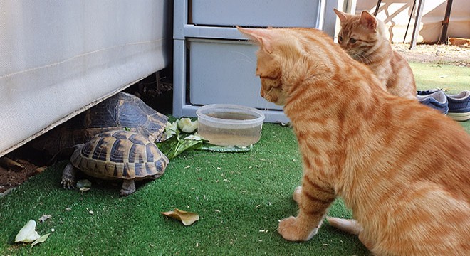 Kaplumbağa ve kedilerin dostluğu içleri ısıttı