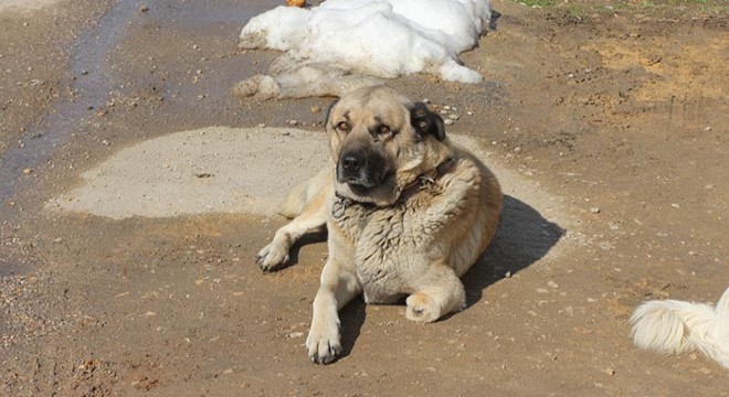 Kara, 3 bacağıyla koyunları koruyor