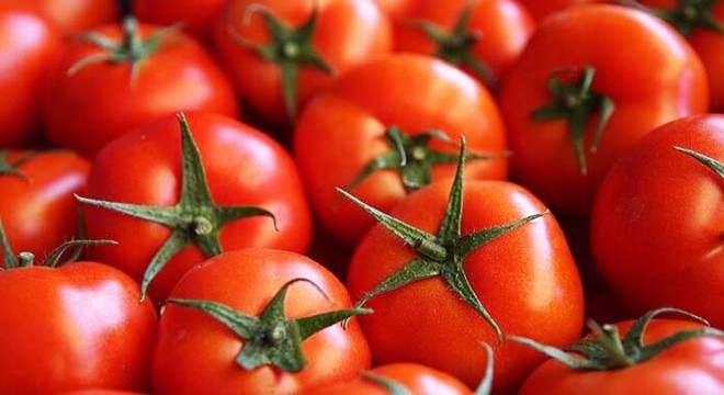 Karacabey'de yılın ilk domates ekimi başladı