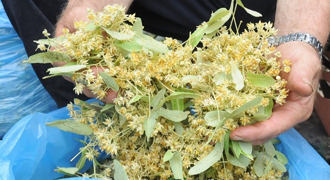 Karacabey ıhlamur ormanlarında hasat başladı
