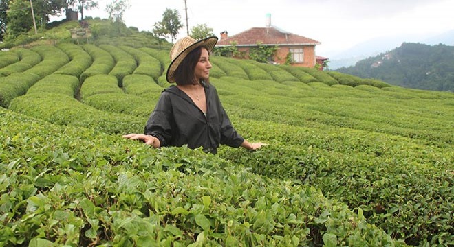 Karadeniz'de 'Z kuşağı', çay tarımından uzak