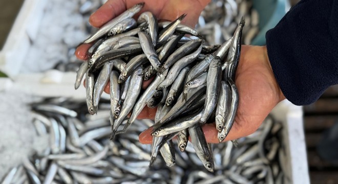 Karadeniz'de aşırı avcılık nedeniyle hamsi boyu küçüldü