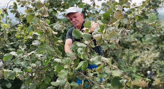 Karadeniz'de fındık hasadı başladı