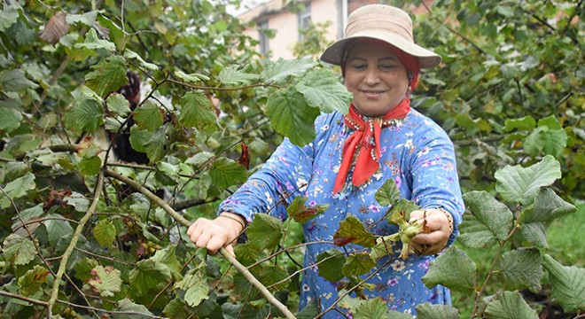 Karadeniz'de fındık hasadı başladı