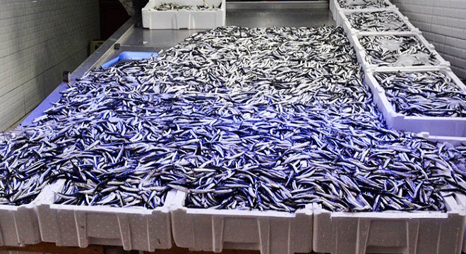 Karadeniz'de fırtına etkili oldu, tezgahlarda balık azaldı