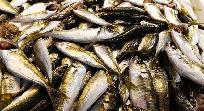 Karadeniz'de istavrit bolluğu