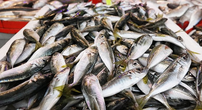 Karadeniz'de istavrit bolluğu; fiyatı yarıya düştü