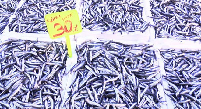 Karadeniz'de palamudun yerini hamsi aldı