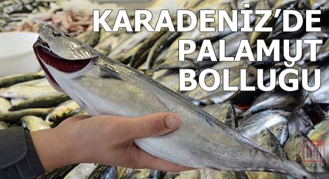Karadeniz'de 'palamut' bolluğu