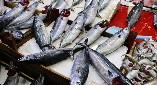 Karadeniz'de palamut bolluğu
