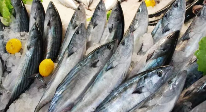 Karadeniz'de palamut bolluğu