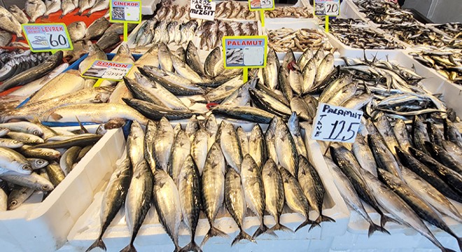 Karadeniz'de palamut da bollaştı