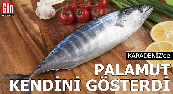 Karadeniz'de 'palamut' kendini gösterdi
