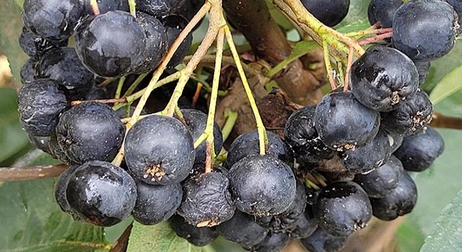 Karadeniz'de üretimi artan 'aronya' meyvesi yok satıyor