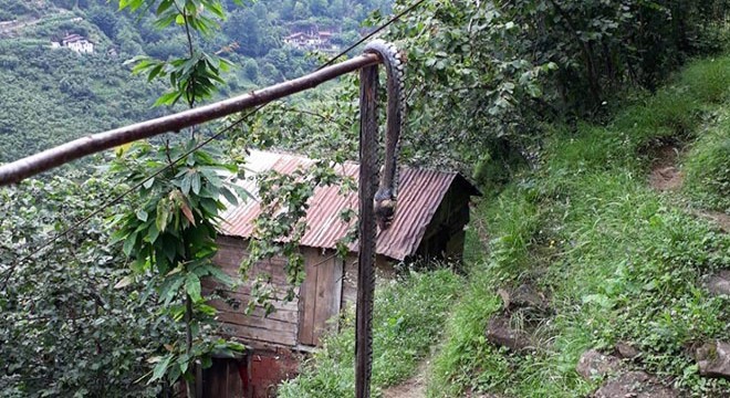 Karadeniz'de yılan tehlikesi