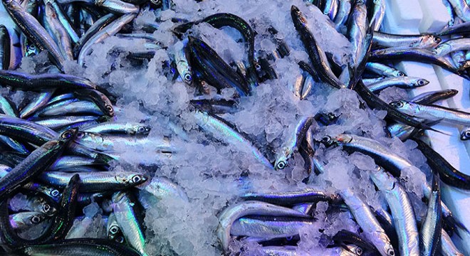 Karadeniz'den en çok hamsi ihracatı Belçika'ya
