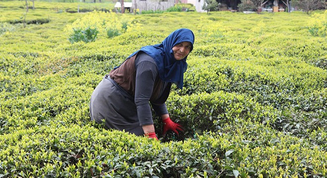 Karadeniz’e 'çay göçü' öncesi ‘karantina’ önerisi