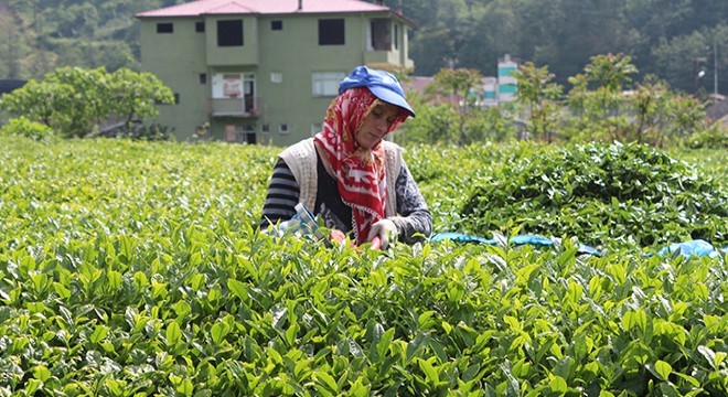 Karadeniz’e 'çay göçü' öncesi kritik 'vaka' uyarısı