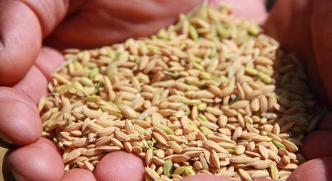 Karadeniz'in bereketli ovasında çeltik hasadı başladı