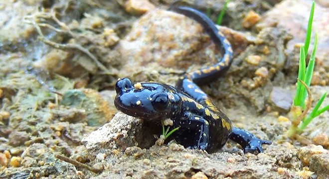 Karadeniz’in kirlenen sulak alanlarında 3 türün nesli tehlikede