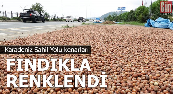 Karadeniz Sahil Yolu kenarları, fındıkla renklendi