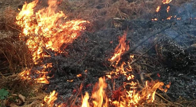 Karadeniz de 5 ilde 71 noktada yangınlar sürüyor