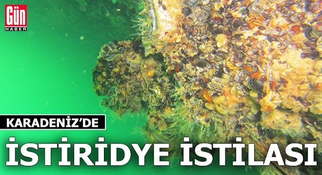 Karadeniz de  Pasifik istiridyesi  istilası