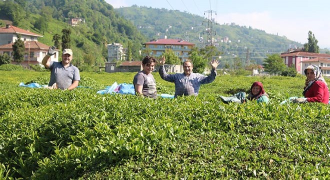 Karadeniz’de çay ve fındık göçüyle vakalar yüzde 400 arttı