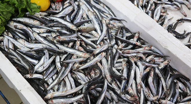 Karadeniz’de hamsi azaldı, ‘çaça’ avı başladı