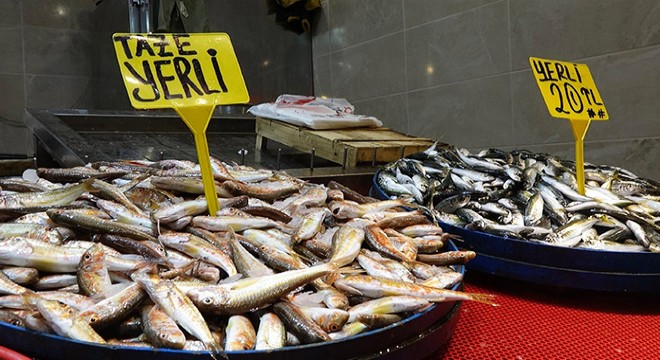 Karadeniz de hamsinin yerini istavrit aldı