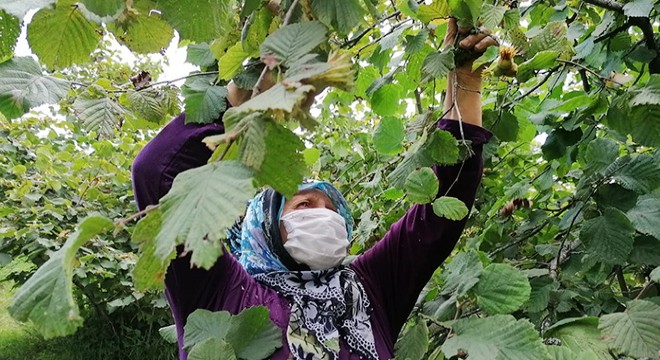 Karadeniz’de maskeli, sosyal mesafeli fındık hasadı